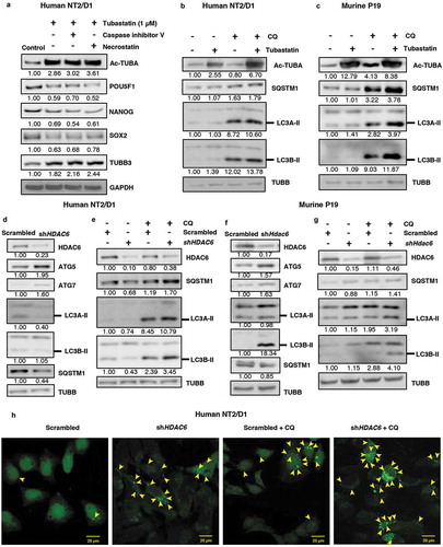 Figure 3. HDAC6 inhibition or KD promotes autophagy in NT2/D1 and P19 cells. (a) NT2/D1 cells were pre-treated with caspase inhibitor V or necrostatin followed by treatment with tubastatin A and subjected to WB for POU5F1, NANOG, SOX2, and TUBB3. (b and c) Tubastatin A-treated NT2/D1 and P19 cells were treated with 18 µM chloroquine (CQ) and the levels of SQSTM1, and LC3B-II were analyzed by WB analysis. (d and f) NT2/D1 HDAC6 KD cells were subjected to WB analysis for ATG5, LC3A-II, LC3B-II and SQSTM1. (e and g) NT2/D1 and P19 cells with either scrambled control or shHDAC6 shRNA were treated with 18 µM chloroquine (CQ) and the levels of SQSTM1, and LC3B-II were analyzed by WB analysis. (h) NT2/D1 HDAC6 KD cells were transfected with a GFP-LC3 overexpressing plasmid and treated with chloroquine (CQ), and puncta formation was analyzed by confocal microscopy. Arrowheads indicate examples of GFP-LC3 puncta.