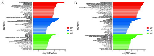 Figure 3. The top 30 enriched GO terms for the identified genes targeted by DELs (A) and DEGs (B) in ww_FT and ww_LT.