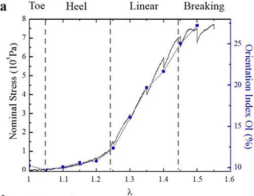 Figure 2. Orientation index and nominal stress versus stretch for mice skin. The orientation index quantifies the fraction of fibers aligned in the direction of traction. Figure from Bancelin et al. (Citation2015).