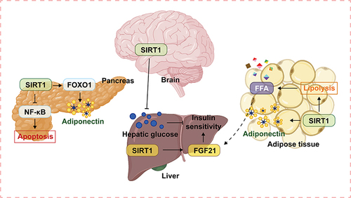 Figure 3 SIRT1 improves insulin sensitivity and lipid metabolism in the liver by activating the hepatocyte-derived hormone FGF21. Activation of SIRT1 in the central arcuate nucleus of the hypothalamus reduces glucose production in the liver and enhances insulin sensitivity. In the pancreas, SIRT1 can protect pancreatic cells and insulin secretion by inhibiting the NF-κB inflammatory signaling pathway and alleviating hepatocyte apoptosis and damage.SIRT1 also enhances the excretion of insulin-sensitizing adipokines, such as adiponectin, by deacetylating FOXO1. However, SIRT1 can promote lipolysis by inhibiting PPARγ and activating FOXO1/ATGL signaling pathway, thereby enhancing the release of FFA and increasing fatty acid flux from adipose tissue to the liver, which may, in turn, cause or aggravate hepatic steatosis.