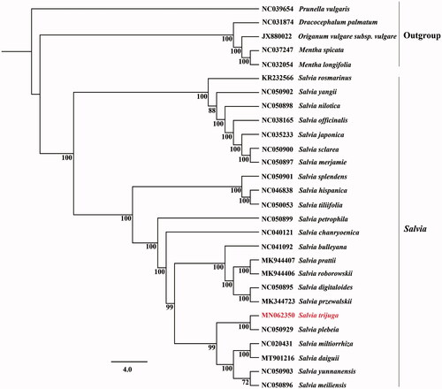 Figure 1. Phylogenetic tree inferred by maximum likelihood (ML) method based on CDS regions of 23 species of Salvia and five outgroup species, bootstrap values (%) is shown under the branch.