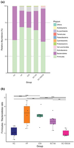 Figure 3. Relative abundance of different phyla in the microbiota (A) Overall abundance, and (B) Firmicutes/Bacteroidetes ratio.Figura 3. Abundancia relativa de diferentes filas en la microbiota (A) Abundancia general, y (B) Proporción de Firmicutes/Bacteroidetes.