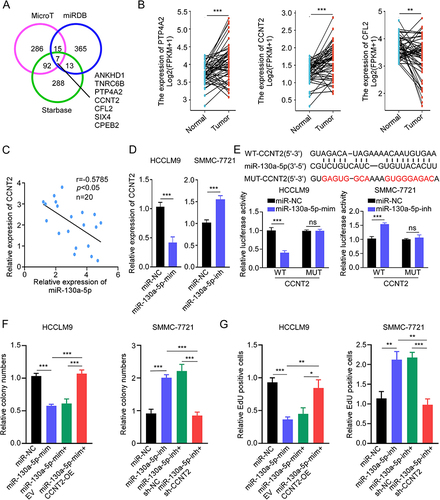 Figure 4 MiR-130a-5p inhibits HCC proliferation by negatively regulating CCNT2 expression. (A) Venn diagram showing the overlapping target genes of miR-130a-5p predicted by MicroT, miRDB and Starbase databases. (B) The expression of PTP4A2, CCNT2, and CFL2 in HCC tissues and paired adjacent tissues from TCGA database. (C) Pearson’s correlation analysis of CCNT2 and miR-130a-5p expression in 20 cases HCC tissues. (D) The relative expression of CCNT2 was detected in HCCLM9 and SMMC-7721 cells after transfection of miR-130a-5p mimic or miR-130a-5p inhibitor by qRT-PCR. (E) Schematic illustration of full length of CCNT2 3’-UTR wide type (WT) or a version where the miR-130a-5p binding sites were mutated (MUT). The luciferase activity of CCNT2 3′-UTR WT or CCNT2 3′-UTR MUT after transfection of miR-130a-5p mimics or inhibitor in HCCLM9 and SMMC-7721 cells, respectively. (F and G) The cell proliferative ability of HCCLM9 and SMMC-7721 cells as indicated treatments was detected by colony formation (F) and EdU (G) assays. Data were presented as means ±SD. *P<0.05; **P<0.01; ***P<0.001.