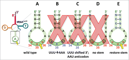 Figure 3. MazF-mt9 cleavage of tRNA is sequence- and structure-dependent. A yellow arrow indicates that cleavage occurs at the position shown. Wild type sequence at the anticodon, red; mutated sequences, blue. Mutants with a red X over the structure were not cleaved by MazF-mt9. Full-length tRNA colored as in Fig. 2. Numbering in the anticodon indicates mature tRNA nucleotide position.