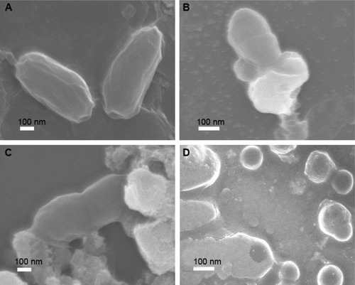 Figure 6 Scanning electron microscope (SEM) images of antibacterial activities.Notes: SEM images of antibacterial activities of cystamine-conjugated graphene oxide (GO) against (A) Escherichia coli (B) Bacillus subtilis (C) Enterococcus faecalis (D) Salmonella typhimurium. Cystamine-conjugated GO is more toxic to Gram-negative bacteria (E. coli and S. typhimurium) as compared to Gram-positive bacteria (B. subtilis and E. faecalis).