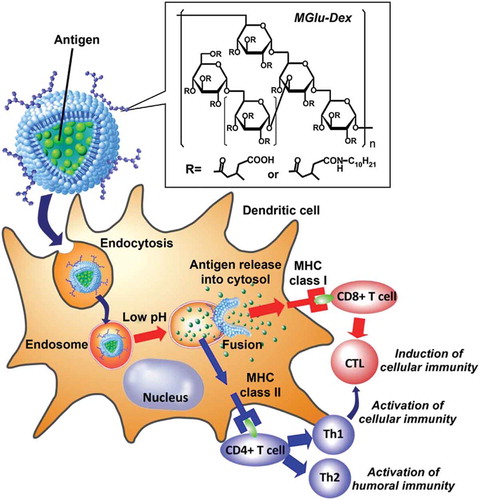Figure 3. Design of MGlu-Dex-modified liposomes for induction of antigen-specific immunity. MGlu-Dex-modified liposome is taken up by DC via endocytosis and trapped in endosome. CTL stands for cytotoxic T lymphocyte. Its weakly acidic environment triggers destabilization of the liposome, which induces release of antigen molecules in endosome and their transfer to cytosol via fusion with endosome. Reproduced with permission from Ref. [Citation71]. Copyright 2013 Elsevier Ltd.