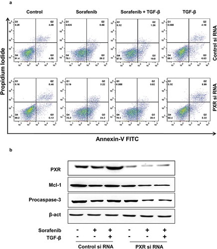 Figure 4. TGF-β inhibits chemotherapy-induced apoptosis. (a) Annexin-V and propidium iodide staining and (b) immunoblot analysis of procaspase-3 and Mcl-1 in control and PXR knock down HepG2 cells. Data are representative of three independent experiments performed in triplicate.