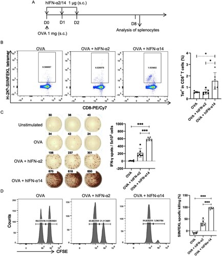 Figure 6. IFN-α14 more effectively promotes cross-priming of CD8+ T cells. (A) IFNAR-hEC mice were immunized by subcutaneous injection with OVA alone or with OVA and human IFN-α; 8 days later, splenocytes were isolated and analyzed for SIINFEKL-specific CD8+ T cells. (B, C) The percentage of SIINFEKL-specific CD8+ T cells was quantified by MHC I tetramer staining and IFN-γ ELISPOT assays. (D) Lymphocytes from wild-type mice were pulsed with OVA257-264 peptide and labelled with CFSE as target cells, then transferred into recipient mice that had been immunized for 7 days. After 24 h, splenocytes from recipient mice were isolated to determine cytotoxic activity in SIINFEKL-specific CTLs. Statistically significant differences are indicated by * for p < 0.05, ** for p < 0.01 and *** for p < 0.001.