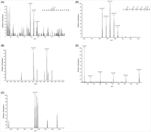 Figure 8. Mass spectrum of trypsinized yGR. (A) Mass spectrum of mono-benzyl thiocarbamoylated peptide ALGGTCVNVGCVPK containing active site of yGR. (B, C) Fragmentation of precursor ion m/z 733.8515 [(M + 2H)2+] eluting at 26.16 min from trypsin-digested BITC-treated yGR. A series of fragment ions were observed including the y8 (VNVGCVPK) ion at m/z 815.4444 and the mono-benzyl thiocarbamoylated y9 ion at m/z 1067.4705. (D) Mass spectrum of unmodified ALGGTCVNVGCVPK containing active site of yGR. (E) Fragment ions of precursor ion m/z 659.3369 [(M + 2H)2+] eluting at 18.90 min.