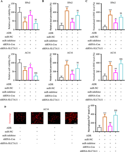 Figure 5 MiR-16-5p functionally interacted with SLC7A11 to reversed the ADR-induced cardiac injury in vitro. (A) Analyzing the effect of miR-16-5p/SLC7A11 intervention on cell viability in H9c2 and AC16 cells. (B) Analyzing the effect of miR-16-5p/SLC7A11 intervention on lipid peroxidation levels in H9c2 and AC16 cells. (C) Analyzing the effect of miR-16-5p/SLC7A11 intervention on lipid peroxidation levels in H9c2 and AC16 cells. (D) Analyzing the effect of miR-16-5p/SLC7A11 intervention on Fe2+ accumulation in AC16 cells. Data are reported from at least three independent experiments and analysed by independent one way ANOVA followed by Dunnett's post hoc test. ***P < 0.001 compared with miR-NC+shRNA-Con; #P < 0.05, ##P < 0.01, ###P < 0.001 compared with ADR+miR-NC+shRNA-Con; $$P< 0.01, $$$P < 0.001 compared with Control.