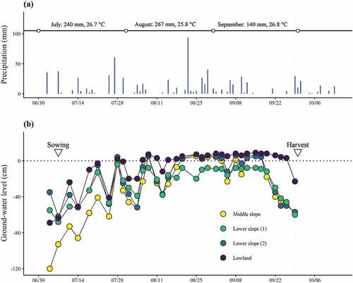 Figure 1. Precipitation (a) and seasonal variation in ground-water level (b). Panel (a) shows the monthly precipitation and mean temperature