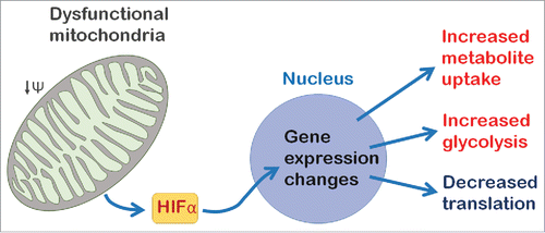 Figure 1. A model for neuronal mitochondrial retrograde signaling in Drosophila. Mitochondrial dysfunction causes reduced mitochondrial membrane potential (ΔΨ) and triggers the retrograde response. In the Drosophila nervous system HIFα (Sima) regulates retrograde response genes to reprogram neurons by changing the metabolic state of the cell and inhibiting protein translation.