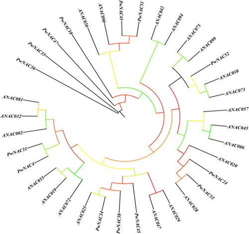 Figure 6. Phylogenetic analysis of Picea wilsonii and Arabidopsis thaliana NAC genes.