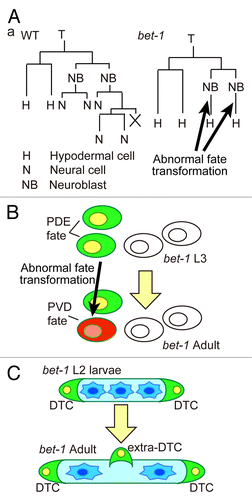 Figure 1. Phenotypes of bet-1 mutants in C. elegans. (A) The T-cell lineage in wild-type (WT) and bet-1 mutants. The posterior granddaughter cells show abnormal transformation of cell fate from neuroblasts to hypodermal cells. (B) Schematic drawing of bet-1 phenotype in the posterior lateral ganglia. In the wild-type V5.pa lineage, the PDE and PVD neurons express osm-6::gfp and dop-3::rfp, respectively. In bet-1 mutants, abnormal transformation from the PDE fate to the PVD fate was observed. (C) In the Z1/Z4 lineage, which produces the somatic gonad, wild-type animals produce two distal tip cells (DTCs) at the late L1 stage. In bet-1 mutants, abnormal transformation to the DTC fate occurs in the late larval stages, leading to the production of extra DTCs.