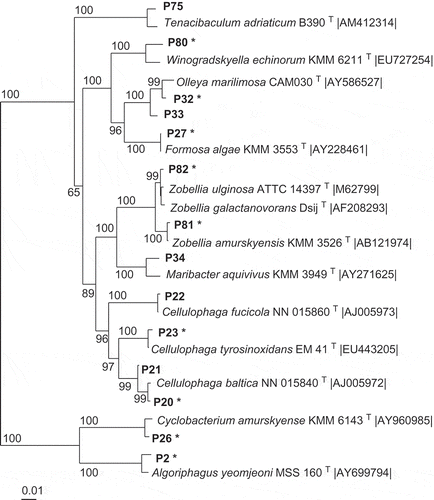 Fig 1–4. Phylogenetic relationships of bacteria associated with the two algae and their most closely related type strains (with NCBI accession number). Separate phylogenetic trees are given for sequences belonging to the Bacteroidetes (Fig. 1), Proteobacteria (Fig.2), Bacilli (Fig. 3), and Actinobacteria (Fig. 4). All are neighbour-joining trees based on 16S rRNA gene sequences. Representatives of the phylotypes from this study are shown in bold type. Non-parametric bootstrapping analysis (1000 pseudoreplicates) was conducted and values ≥ 50% are shown. The scale bars indicate the number of substitutions per nucleotide position. Phylotypes with antibiotically active bacteria are indicated by *.