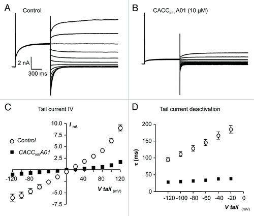 Figure 6. (A and B) Representative current traces obtained before and during the presence of CACCinhA01 (10 µM). (C) Summary current-voltage (I-V) relationship of TMEM16A tail currents, evoked following an initial step to +80 mV, before (open circles) and during (filled squares) exposure to CACCinhA01. (D) Plot of mean time constant (τ) of TMEM16A tail current deactivation against voltage (control, open circles and CACCinhA01, filled squares).