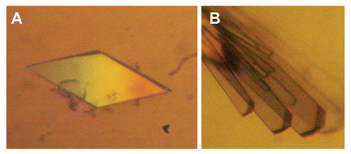 Figure 6 Photomicrograph of (Ets1)2•DNA crystals. (A) Orthorhombic and (B) monoclinic crystals of (Ets1)2•DNA.
