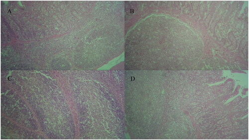 Figure 1. Cell infiltrate of the ileum in piglets fed monoglycerides blend and tributyrin at day 35 (n = 6 piglets per treatment). dietary treatments: (A) negative control: diet without feed additive or antimicrobial growth promoters; (B) positive control: diet containing 60 mg halquinol/kg diet; (C) diet containing 2 g monoglyceride blend/kg diet (MGD); and (D) diet containing 2 g tributyrin/kg diet (TBT). the monoglyceride blend contained 33% monolaurate and 41.3% C8 and C10 monoglycerides. The tributyrin contained 55.8% tributyrin and silica (excipient).
