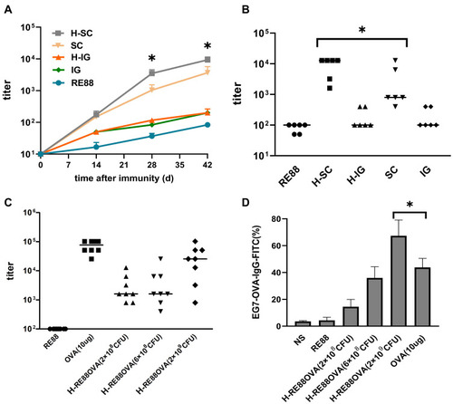 Figure 3 Evaluation of humoral immunity induced by prophylactic vaccination in a mouse tumor model. (A) Anti-OVA IgG titer in mouse serum at various times after the first immunization (109 CFU/per mouse). Data are presented as the mean ± SEM of ≥6 independent experiments. *P < 0.05 as compared with the H-SC, H-IG groups. H-SC: subcutaneous administration of H2O2-inactivated RE88-pVLT33-OVA; SC: subcutaneous administration of non-inactivated RE88-pVLT33-OVA. H-IG: intragastric administration of H2O2-inactivated RE88-pVLT33-OVA; IG: intragastric administration of non-inactivated RE88-pVLT33-OVA; RE88: unmodified strain. (B and C) Anti-OVA IgG titer in mouse serum 42 days after the first immunization. H-RE88OVA: subcutaneous administration of H2O2-inactivated RE88-pVLT33-OVA (3 doses); OVA-10 µg (positive control), *P < 0.05. (D) Ability of the specific IgG antibody in mouse serum to bind to the target tumor cells, subcutaneous administration with various vaccine types (1:400 serum dilution) of H2O2-inactivated RE88-pVLT33-OVA (n ≥ 3).*P < 0.05.