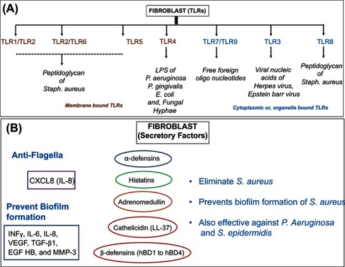 Figure 2 The microbial defense armor of fibroblasts. (A) Schematic representation of antimicrobial specificity for various Toll-like receptors (TLRs) expressed in the membrane and cytoplasmic organelles of fibroblasts. (B) Secretory factors responsible for elimination and prevention of microbial growth specifically in dermal and epidermal fibroblasts.