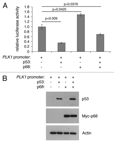 Figure 3. p68 and p53 have opposing effects on expression from the PLK1 promoter in a luciferase reporter assay. (A) H1299 cells were transfected with the PLK1 promoter/pGL3 vector with p68 or p53 expression vectors and assayed for luciferase activity after 24 h. p53 represses expression from the PLK1 promoter, whereas p68 activates its expression independently of p53. The results presented are mean ± SD of 3 independent experiments, each performed in triplicate. P values were calculated using Student paired t test, where P < 0.05 is considered to be significant. (B) Western blot showing the levels of p53 and p68 expressed in H1299 cells, with actin serving as loading control.