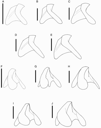 Figure 10 Mastigoteuthis cf. dentata lower beaks. A, F, NMNZ M.172963, ♂, ML 54 mm, LRL 2.11 mm; B, G, NMNZ M.287214, ♂, ML 85 mm, LRL 3.39 mm; C, H, M.172936, ♀, ML 81 mm, LRL 3.46 mm; D, I, NIWA 75806, ♂, ML unknown, LRL 3.34 mm; E, J, NMNZ M.091723, ♀, ML 92.3* mm, LRL 3.96 mm. A–E, lateral profile view; F–J, lateral oblique view. Scale bars = 5 mm.