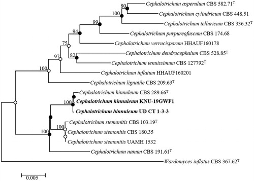 Figure 2. Neighbor-joining phylogenetic tree of UD CT 1-3-3 and KNU-19GWF1 based on the combined sequences (ITS + LSU+TUB2+TEF1-α), showing the relationships between Cephalotrichum hinnuleum and the closest Cephalotrichum spp. Wardomyces inflatus CBS 367.62T was used as an outgroup. The numbers above the branches represent the bootstrap values (>70%) obtained for 1,000 replicates. The isolated strains of this study are indicated in bold. Bar, 0.005 substitutions per nucleotide position.