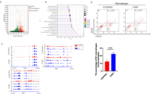 Figure 6 Decreased mRNA methylation modifications of key factors of the MAPK signaling pathway. (A) MeRIP-seq results showing volcano maps of differentially expressed genes altered by m6A regulatory factors in lung tissues of COPD mice and healthy mice. (B) MeRIP-seq results show 20 pathways enriched for genes differentially regulated by m6A regulators in lung tissues of COPD mice and healthy mice. (C) MeRIP-seq results show the IGV track of the regional distribution of mRNA modifications associated with key factors of the MAPK signaling pathway. (D) Flow cytometry results of blood samples obtained from mice. ***p < 0.001 compared with healthy controls.