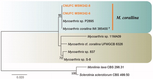Figure 4. Phylogenetic tree of Mycoarthris corallina CNUFC MSW242-6 and CNUFC MSW242-8, and related species, based on maximum-likelihood analysis of internal transcribed spacer sequences. The sequences of Monilinia laxa and Sclerotinia sclerotiorum were used as outgroups. Bootstrap support values of ≥50% are indicated at the nodes. Ex-type strains are indicated by T.