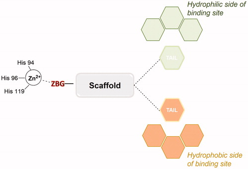 Figure 1. Schematic representation of zinc-binding CAI general structure in the CA binding site.