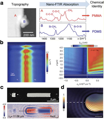 Figure 19. The development in near-field optics. (a) Chemical identification of nanoscale sample contaminations with nano-FTIR, which is combination of s-SNOM and Fourier transform infrared spectrum (FTIR) [Citation144]. Left panel: topography image of poly-(methyl methacrylate) thin film (PMMA, marked as A) on silicon substrate, with a contaminated particle of polydimethylsiloxane (PDMS, marked as B). Right panel: Corresponding absorption spectra of PMMA (taken from spot A) and PDMS (taken from spot B). (b) The combination of s-SNOM and photocurrent microscopy [Citation145]. Left panel: near-field image of photocurrent in graphene, representing acoustic terahertz plasmons. The incident frequency is at 2.52 THz. Right panel: near-field photocurrent signal as a function of tip-position (x) and carrier density (n2). The graphene edge is marked as white solid line. The incident frequency is at 3.11 THz. (c) Near-field imaging of plasmonic wavefront launched by gold antenna, instead of AFM tip [Citation147]. Upper panel: AFM topography images of fabricated gold antenna. Bottom panel: Representative near-field image of plasmonic wavefront with incident wavelength at 11.06 μm. (d) Near-field imaging of wavefront of hBN–HPPs launched by gold antenna [Citation148]. The brighter region represents gold antenna, encapsulated between hBN and SiO2 substrate. Scale bar, 1 μm. (a) Reproduced with permission [Citation144]. Copyright 2012, American Chemical Society. (b) Reproduced with permission [Citation145]. Copyright 2016, Nature Publishing Group. (c) Reproduced with permission [Citation147]. Copyright 2014, American Association for the Advancement of Science. (d) Reproduced with permission [Citation148]. Copyright 2017, Wiley-VCH.
