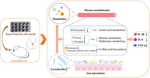 Figure 7. Schematic representation of the interaction of Lactobacillus and metabolites during the treatment of cervicitis with KGY.