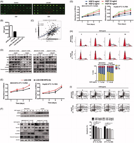 Figure 4. HGF mediated the protective effects of HSC-CM via regulating autophagy. The presence of HGF in HSC-CM was identified by cytokine profiles (A) and ELISA assay (B). The correlation between of HGF and COL1A1 expression in HCC cohorts from TCGA (C). (D, E) The alterations of cell growth and c-Met phosphorylation, LC3B-II, P62, CyclinD1 and cleaved caspases-3 protein expression in heat-treated (47 °C for 10 min) residual HCC cells under ischemic (1% FBS) condition cultured with HSC-CM, or in the presence of HGF-neutralizing antibody or c-Met inhibitor (PHA). (F) Autophagy (LC3B, P62, ATG5, Beclin1), CyclinD1 and cleaved caspases-3 protein expression in heat-treated (47 °C for 10 min) residual HCC cells cultured under ischemic (1% FBS) condition in response to HGF (0, 2, 10, 50 ng/ml) was detected by Western blotting. Cell growth curve (G) and decrease of the proportion of G0/G1phase (H) and cell apoptosis (I) of heat-treated (47 °C for 10 min) residual HCC cells cultured under ischemic (1% FBS) condition in response to HGF in response to HGF (0, 2, 10, 50 ng/mL). LX2-CM: conditioned media from LX2 cells; pHSC-CM: conditioned media from primary HSCs. **, p < .01; *, p < .05.