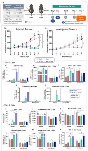 Figure 2. Mechanism of action animal study in a bilateral B16.F10 melanoma model treated with aPD-1+ virus therapy. (a) Experimental design: 5 mice per group were engrafted on days −9 and −6 (prior to treatment) with B16.F10 cells. Treatments were administered as above. On day 7, after 3 rounds of treatment all animals were euthanized and tumors were collected for immunological studies. (b) Normalized combined tumor volumes of injected (left) and (c) non-injected tumors (right) from all experimental groups until day 7. (d-n) Phenotypical analyses of adaptive immune cells with flow cytometry of tumors collected on day 7. Percentage of (d) CD4 + T cells, (e) CD69 mean fluorescence intensity (MFI) in CD4 + T cells, (f) PD-1+ CD4 + T cells, (g) cytotoxic CD4 + T cells, (h) Granzyme B MFI in CD4 + T cells, (i) CD8 + T cells, (j) CD69 MFI in CD8 + T cells, (k) PD-1+ CD8 + T cells, (l) cytotoxic CD8 + T cells, (m) Granzyme B MFI in CD8 + T cells (n) TRP-2+CD8+ T cells. Data are presented as mean + SEM. *p < .05, **p < .01, ***p < .001 and ****p < .0001.