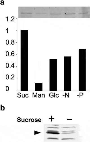 Figure 2. Another TGN-localizing protein, SYP41, was also degraded under sucrose limitation. (a) YFP-SYP41 gel image and quantified results. Decrease of YFP-SYP41 fluorescent under sucrose-limitation condition. Equal amount of microsomal proteins from tobacco cells that have been cultured for 24 h in either normal or sucrose-free medium were separated by SDS-PAGE and fluorescence images recorded as described in the materials and methods section. Experiments were repeated twice and obtained conceptually identical results. Average of the two experiments were shown. (b) Immunoblot detection of endogenous SYP41. Equal amount of microsomal proteins from tobacco cells that has been cultured for 24 h in either normal or sucrose-free medium were separated by SDS-PAGE, transferred to PVDF membrane and probed with a specific antibody against tobacco SYP41. Arrowhead indicates the tobacco SYP41 protein recognized by this antibody.