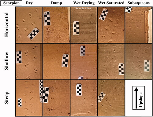 Figure 5. Examples of experimental traces made by six Arizona desert hairy scorpions. The pictures are representative, but not necessarily comprehensive, in terms of the variability in morphology in each condition (water content + slope angle). Upslope is towards the top of the photos in the shallow and steep slope rows (not applicable to the first row which is flat without slope). Larger, annotated photographs of all the trackways analyzed in this study are available online via FigShare (Clendenon & Brand, Citation2024).