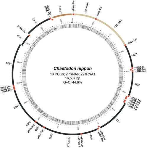 Figure 2. Gene map of the mitochondrial genome of Japanese butterflyfish (Chaetodon nippon). Genes outside the circle are transcribed clockwise, whereas those inside are transcribed anticlockwise. Using MitoFish (http://mitofish.aori.u-tokyo.ac.jp/), a circular map was created by applying annotation results. Regions of protein-coding genes (PCGs) marked in black, tRNA in red, rRNA in yellow, and control region (D-loop) in brown.