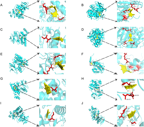 Figure 3 3D schematic diagram of the molecular docking simulation of the five main active components of PC with JNK/p38 (Human sources) molecules. Molecular docking mode diagram of polydatin with JNK (A) and p38 (B). Molecular docking mode diagram of resveratrol with JNK (C) and p38 (D). Molecular docking mode diagram of emodin-8-o-β-D-glucoside with JNK (E) and p38 (F). Molecular docking mode diagram of emodin with JNK (G) and p38 (H). Molecular docking mode diagram of physcion with JNK (I) and p38 (J).The dashed line represents the region where small molecules bind to proteins. Letters represent the names of amino acid residues. Numbers represent the length of hydrogen bonds.