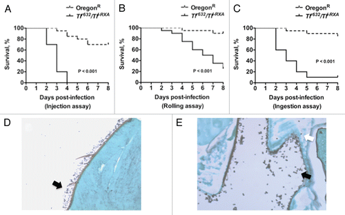 Figure 4 Toll-deficient Drosophila flies are susceptible to Aspergillus challenge. Shown are Kaplan-Meier survival curves for OregonR WT and Tlr632/TlI-RXA flies infected with AF293 using the (A) injection, (B) rolling and (C) ingestion assays. (D) Aspergillus conidia covering a fly's exterior surface (arrow) following the rolling assay. (E) Aspergillus conidia in the lumen of a fly's gastrointestinal tract (black arrow) following the ingestion assay. Later on, conidia invade through the gastrointestinal tract (white arrow) and cause disseminated infection.