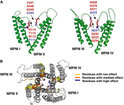 Figure 4.  MPM-type K+ channel model of KdpA. The four MPM motifs of KdpA were modeled pairwise together with the connecting loop regions against the coordinates of the S. lividans KcsA K+ channel [1K4C] (Zhou et al. Citation2001). (A) Residues effecting ion selectivity upon mutagenesis are indicated in red (significant residues) and blue (essential residues). (B) Tetrameric assembly of A, with the color code ranging from yellow to blue with increasing effect on ion selectivity upon mutagenesis.