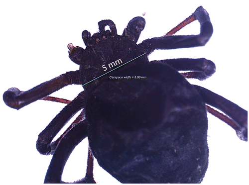Figure 1: Black widow spider with carapace width.