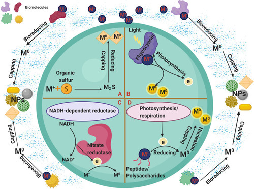 Figure 3 Potential mechanisms of green synthesis methods. (A-D) represented different intracellular synthesis methods. (A) Organic sulfur-mediated synthesis of NPs. (B) pigment-mediated synthesis of NPs. (C) Enzyme-mediated synthesis of NPs. (D) Biomolecules-mediated synthesis of NPs.Abbreviations: M+, metal; M0, reduced NPs; e, electron; S, sulfur, M2S, metal sulfide.