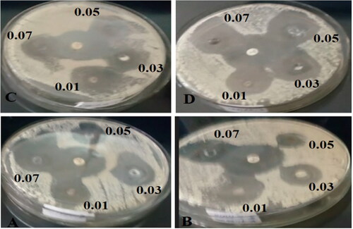 Figure 11. Antibacterial activities of compound (3) against A) E. coli, B) K. pneumonia, C) S. aureus, D) S. epidermides, and standard Gentamicin in the centre. The paper disks were impregnated with four different concentration ranges of (3) NCPs (0.01–0.07 g/25 ml) using a mixture of DMF/acetonitrile (1:1) solvents.