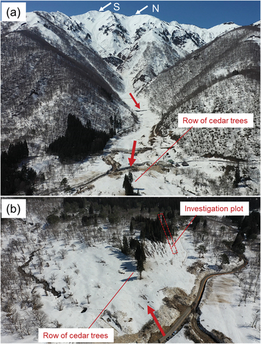 Figure 2. Aerial view of the avalanche starting and run-out zones on Mt. Nodanishoji. The white arrows in (a) indicate the starting zones of N- and S-avalanches, respectively. The red arrows are the principal direction of avalanche flow.