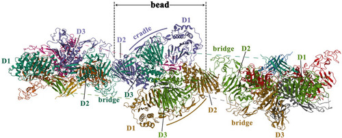 Figure 6 The schematic diagram of the quaternary structure of the MUC2 head. Reproduced from the RCSB PDB database (https://www.rcsb.org/), PDB ID: 7A5O. Sehnal D, Rose AS, Koča J, Burley SK, Velankar S. Mol*: towards a common library and tools for web molecular graphics. Proceedings of the workshop on molecular graphics and visual analysis of molecular data. Brno, Czech Republic: Eurographics Association; 2018:29–33.Citation30