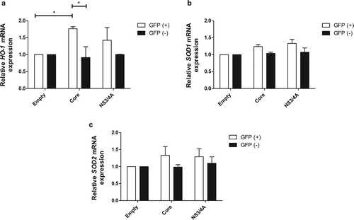 Figure 3. Core induces gene expression of heme-oxygenase-1 in rat primary hepatocytes. Hepatocytes were transfected with the empty vector, pTracerCore and pTracerNS3/4A separately. 24 hpt cells were harvested and sorted according to the expression of GFP. Transfected [GFP(+)] and not transfected [GFP(−)] cells were obtained. (a) The mRNA expression of HO-1 was significantly increased in primary hepatocytes expressing HCV Core but not NS3/4A. The mRNA expression of antioxidant enzymes (b) SOD1 and (c) SOD2 was not changed in hepatocytes expressing HCV Core or NS3/4A. mRNA levels were quantified by qPCR. Relative expression was normalized to 18S. t test was performed to compare the means and the asterisks represent p value *<0.03. (p value > 0.05). NT = No treated cells.