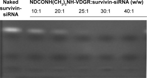 Figure 8 Agarose gel retardation of naked survivin-siRNA and NDCONH(CH2)2NH-VDGR/survivin-siRNA at different N/P ratios.Abbreviations: siRNA, small interfering RNA; N, negative; P, positive.