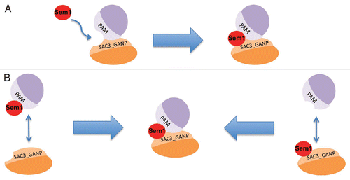 Figure 3 Models for interaction of Sem1 with Sac3_GANP and PAM domains. Depending on the ability of Sem1 to interact with PAM and Sac3_GANP domains individually, we propose two distinct models: in (a) Sem1 is not able to interact with PAM or Sac3_GANP domains individually and therefore association of Sem1 necessitates an interaction of these domains prior to binding. In model (B), Sem1 can interact with PAM and Sac3_GANP domains individually and thereby bridge these domains.