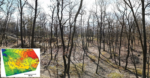 Figure 3. Site 2 (“old forest with a rugged terrain”) – a terrestrial photo with hypsometric expression of the terrain shape (altitude contours are at a step of one meter altitude).