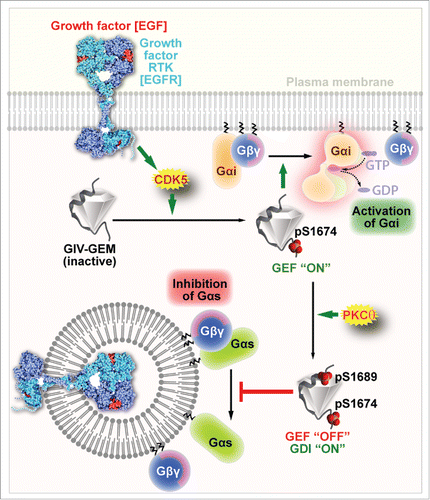 Figure 2. Key phosphoevents regulate the spatiotemporally separated GEF and GDI functions of GIV. Schematic showing the spatially separated GEF and GDI actions of GIV-GEM on Gαi and Gαs, respectively. Upon EGF stimulation, activated CDK5 kinase phosphorylates GIV on S1674Citation35, thereby turning ‘on’ its GEF function toward Gαi. Subsequently, GIV is phosphorylated also at S1689 by PKCθCitation36; this phosphoevent turns ‘off’ GIV's GEF function, but turns ‘on’ its GDI function toward Gαs. Such coordinated activation of Gαi first at the PM within 5 min after EGF stimulation and subsequent inhibition of Gαs on endosomes at ∼15–30 min after EGF stimulation ensures that cAMP levels are suppressed both early and late in cells responding to EGF.